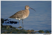 Curlew-1